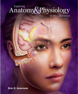 Exploring Anatomy and Physiology in the Laboratory 3rd Edition by Erin C. Amerma eBook cover